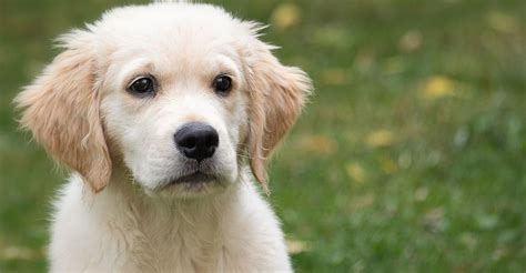 Doggone Hilarious! Pups’ Reactions to the Spare Human Caught on Camera