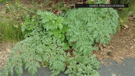 Toxic Plant ‘H’ Invades US: Experts Warn of Rapid Spread