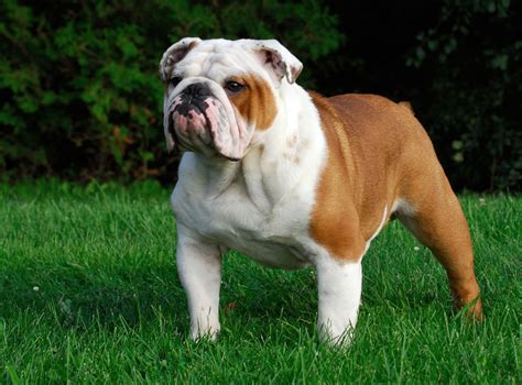 Bulldog & Cat’s Adorable Standoff: A Polite Paws-itive Encounter!