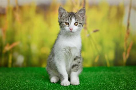 Cat & Gull: Odd Couple Friendship Will Melt Your Heart!